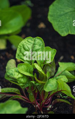 Junge Red Chard Pflanze im Wachstum. Hochwertige Fotos Stockfoto