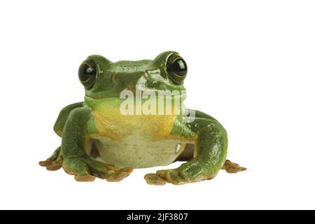 Chinesischer fliegender Frosch, Chinesischer Gleitfrosch, Blanfords peitschender Frosch, großer Baumstamm, Dennys peitschender Frosch (Polypedate dennysi, Rhacophorus) Stockfoto