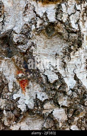 Gemeine Birke, Silberbirke, europäische weiße Birke, weiße Birke (Betula pendula, Betula alba), Nahaufnahme der Rinde, Deutschland, Nordrhein-Westfalen Stockfoto