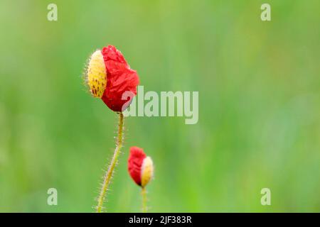 Gemeiner Mohn, Maismohn, Rotmohn (Papaver rhoeas), sich öffnende Blütenknospen, Deutschland, Nordrhein-Westfalen Stockfoto