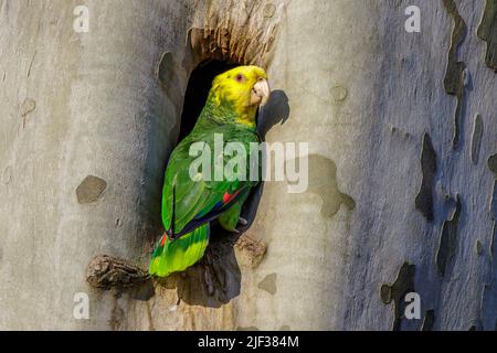 gelbkopfamazone, Gelbkopfpapagei, zweifacher gelbkopfamazone (Amazona oratrix), die an einem Baumloch ansteht Stockfoto