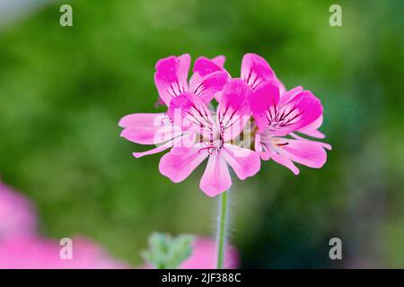 Citrosa-Geranie, Mückenstocker, Moskito-Kämpfer, Citronella Pelargonium, Zitronenscentes Geranium (Palergonium crispum, Pelargonium citrosum, PELAR Stockfoto