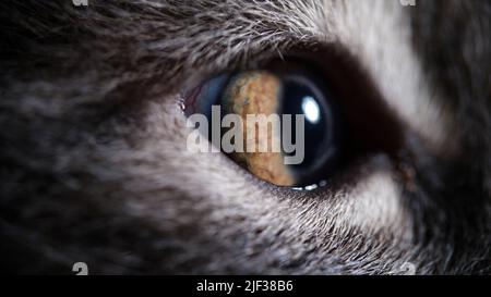 Gelbe Katzenaugen aus der Nähe. Visus bei Katzen Konzept Stockfoto