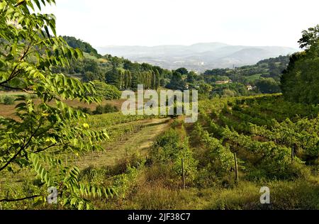 Weinberge in der Nähe von Orvieto, Italien, Umbrien Stockfoto