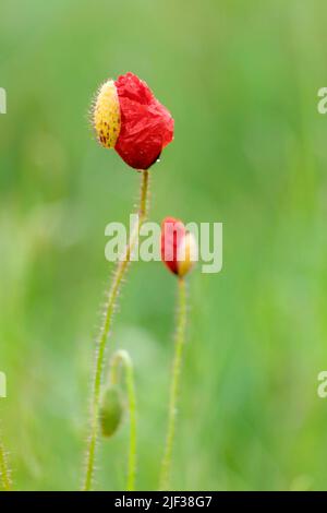 Gemeiner Mohn, Maismohn, Rotmohn (Papaver rhoeas), sich öffnende Blütenknospen, Deutschland, Nordrhein-Westfalen Stockfoto