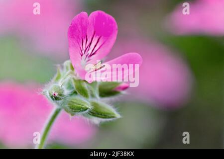 Citrosa geranium, Mosquito-Shocker, Mosquito-Fighter, Citronella Pelargonium, Lemon scentes Geranium (Palergonium crispum, Pelargonium citrosum, Stockfoto