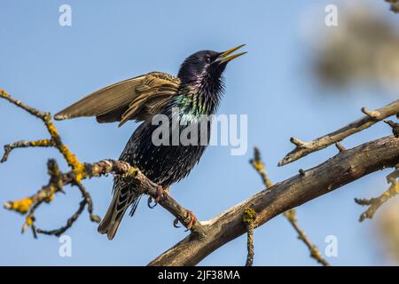 Gemeiner Star (Sturnus vulgaris), Ast-Gesang, Seitenansicht, Deutschland, Baden-Württemberg Stockfoto