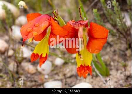 Südafrikanische Wildblume: Zwei orange gelbe Blüten von Gladiolus alatus in der Nähe von Nieuwoudtville im westlichen Kap von Südafrika Stockfoto