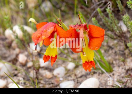 Zwei Blüten von Galdiolus alatus im nördlichen Kap von Südafrika Stockfoto