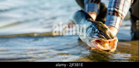 Fangen und loslassen Angeln. Mann hält Hecht Fisch über Wasser. Copy space Stockfoto