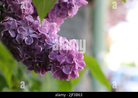 Blühender Zweig frischer lila violetter Fliederblüten aus nächster Nähe, selektiver Fokus. Schöne frische syringa Flieder blüht in voller Blüte. City Street Stockfoto