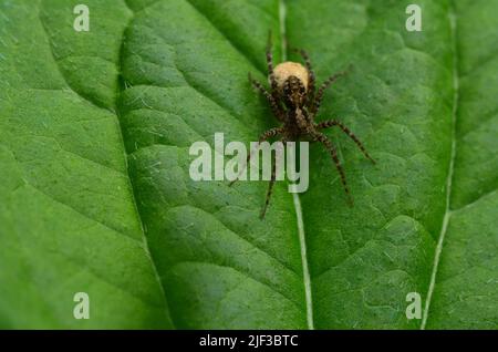 Braune Spinne mit Eiersack Stockfoto