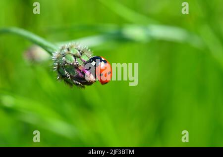 Marienkäfer auf einer Kornblumenknospe Stockfoto