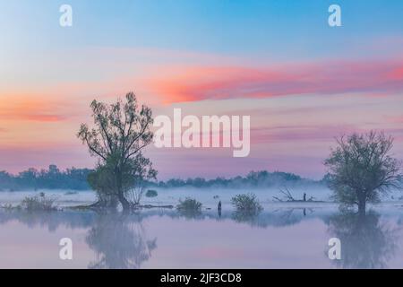 Morgennebel auf dem Fluss mit Silhouetten von Bäumen und Sträuchern und sanften rosa Vordämmerungswolken am Himmel. Stockfoto