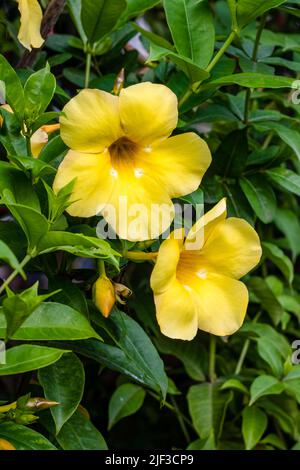 Gelbe Trompete oder allamanda cathartica Blüten schließen sich im Garten an Stockfoto