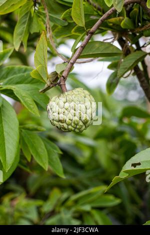 Frische annona-Früchte oder Zuckerapfel wachsen auf dem Baum Stockfoto