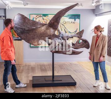 Cambridge, Großbritannien. 29.. Juni 2022. Bisected Triceratops Skull Triceratops horridus späte Kreidezeit (vor 68-66 Millionen Jahren) 224 x 213 x 84 cm Hell Creek Formation, Wyoming, US, Est £125.000 der Triceratops, der während der Kreidezeit neben dem T-Rex lebt, ist einer der berühmtesten und ikonischsten Dinosaurier aller Zeiten.Extraordinary Objects Gallery, 14 Green St, Cambridge, Vom 2. Juli - 2. Oktober 2022 Credit: Paul Quezada-Neiman/Alamy Live News Stockfoto