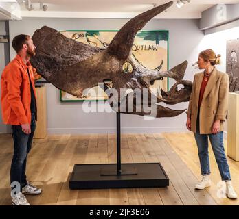 Cambridge, Großbritannien. 29.. Juni 2022. Bisected Triceratops Skull Triceratops horridus späte Kreidezeit (vor 68-66 Millionen Jahren) 224 x 213 x 84 cm Hell Creek Formation, Wyoming, US, Est £125.000 der Triceratops, der während der Kreidezeit neben dem T-Rex lebt, ist einer der berühmtesten und ikonischsten Dinosaurier aller Zeiten.Extraordinary Objects Gallery, 14 Green St, Cambridge, Vom 2. Juli - 2. Oktober 2022 Credit: Paul Quezada-Neiman/Alamy Live News Stockfoto