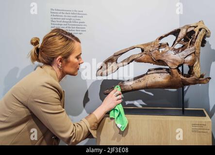 Cambridge, Großbritannien. 29.. Juni 2022. Schädel Edmontosaurus annectens späte Kreidezeit (vor 68-66 Millionen Jahren) 45 x 62 x 30 cm Hell Creek Formation, Wyoming, USA. Est £85.000 einer der letzten Dinosaurier, der vor ihrem Massenaussterben auf der Erde umherging 65 Millionen Jahre außergewöhnliche Objekte Gallery, 14 Green St, Cambridge, 2. Juli - 2. Oktober 2022 Credit: Paul Quezada-Neiman/Alamy Live News Stockfoto