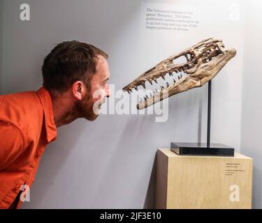 Cambridge, Großbritannien. 29.. Juni 2022. Schädel Tylosaurus proriger Kreidezeit (vor 85 Millionen Jahren) 44 x 17 x 16 cm Kansas, USA. Est £24.000 der Tylosaurus gehört zur Gattung ‘Mosasaur'. Dieser grimmige prähistorische Hai wuchs bis zu 45 Meter lang und war eine der größten Arten aller außergewöhnlichen Objekte Gallery, 14 Green St, Cambridge, 2. Juli - 2. Oktober 2022 Credit: Paul Quezada-Neiman/Alamy Live News Stockfoto