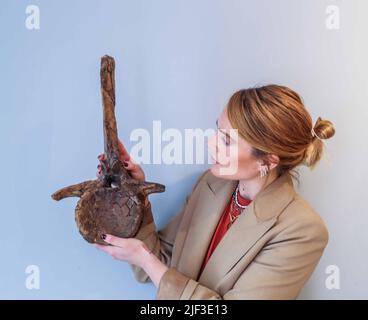Cambridge, Großbritannien. 29.. Juni 2022. Dinosaurierknochen Edmontosaurus vertebrae späte Kreidezeit (vor 68-66 Millionen Jahren) 57 x 26 x 7 cm Hell Creek Formation, Wyoming, US, Est £3.500 dieser perfekt erhaltene Dinosaurierknochen ist die Wirbel eines Edmontosaurus und wurde nicht weit vom Schädelort Edmontosaurus gefunden. Wissenschaftler glauben, dass es Teil des gleichen Dinosauriers ist. Extraordinary Objects Gallery, 14 Green St, Vom 2. Juli - 2. Oktober 2022 Credit: Paul Quezada-Neiman/Alamy Live News Stockfoto