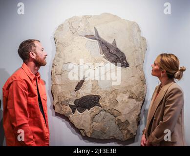 Cambridge, Großbritannien. 29.. Juni 2022. Palm and Fish Mural Palmoxylon and Knightia species Late Jurassic (vor 163 - 145 Millionen Jahren) 136 x 84 x 4 cm Green River Formation, Montana, US Est £18.000.Extraordinary Objects Gallery, 14 Green St, vom 2. Juli - 2. Oktober 2022 Credit: Paul Quezada-Neiman/Alamy Live News Stockfoto