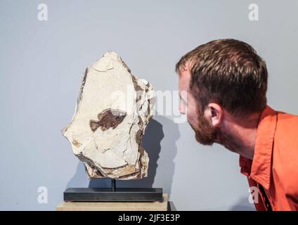 Cambridge, Großbritannien. 29.. Juni 2022. Extraordinary Objects Gallery, 14 Green St, Cambridge, Fossilized Fish Sculpture Side A: Diplomystus Side B: Knightia and Mioiplosus Late Jurassic (vor 163 - 145 Millionen Jahren) 74 x 61 x 5cm Green River Formation, Montana, USA. Est £6.500. Vom 2. Juli - 2. Oktober 2022 Credit: Paul Quezada-Neiman/Alamy Live News Stockfoto