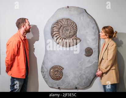 Cambridge, Großbritannien. 29.. Juni 2022. Extraordinary Objects Gallery, 14 Green St, Cambridge, Triple Ammonit in Grey Slate Ammoidea Permian (vor 298-252 Millionen Jahren) 148 x 103 x 5 cm Jurassic Coast, Dorset, UK. Est £9.500. Vom 2. Juli - 2. Oktober 2022 Credit: Paul Quezada-Neiman/Alamy Live News Stockfoto