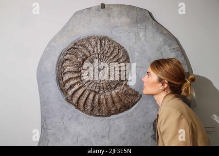 Cambridge, Großbritannien. 29.. Juni 2022. Extraordinary Objects Gallery, 14 Green St, Cambridge, Triple Ammonit in Grey Slate Ammoidea Permian (vor 298-252 Millionen Jahren) 148 x 103 x 5 cm Jurassic Coast, Dorset, UK. Est £9.500. Vom 2. Juli - 2. Oktober 2022 Credit: Paul Quezada-Neiman/Alamy Live News Stockfoto