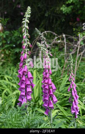 Digitalis Handschuhe Stockfoto