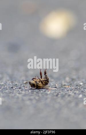 Tote Biene am Boden, vergiftet oder infiziert durch Varroa-Milbe-Krankheit oder Insektizide, tötet die nützlichen Organismen und stellt eine globale Gefahr für Bestäubung dar Stockfoto