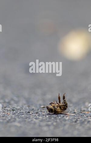 Tote Biene am Boden, vergiftet oder infiziert durch Varroa-Milbe-Krankheit oder Insektizide, tötet die nützlichen Organismen und stellt eine globale Gefahr für Bestäubung dar Stockfoto