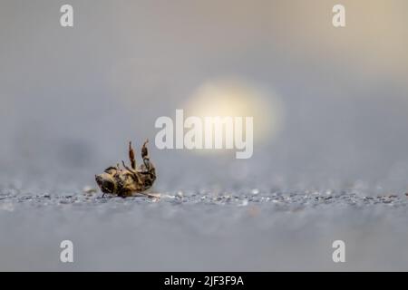 Tote Biene am Boden, vergiftet oder infiziert durch Varroa-Milbe-Krankheit oder Insektizide, tötet die nützlichen Organismen und stellt eine globale Gefahr für Bestäubung dar Stockfoto