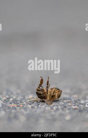 Tote Biene am Boden, vergiftet oder infiziert durch Varroa-Milbe-Krankheit oder Insektizide, tötet die nützlichen Organismen und stellt eine globale Gefahr für Bestäubung dar Stockfoto