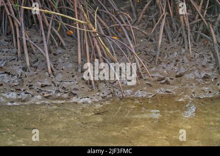 Mangrovenbaumwurzelsystem im Schlamm, der Buttress-Wurzel im Mangrovenwald der Khung Kraben Bay in Chanthaburi genannt hat Stockfoto