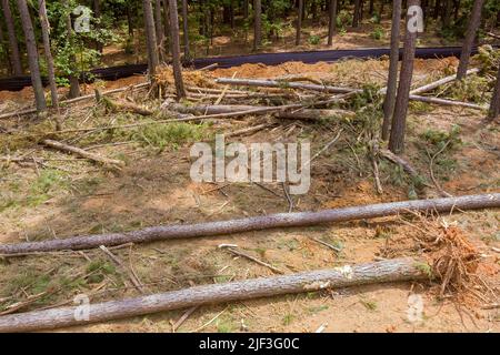 Vorbereitung von Land für die Unterbringung neuer komplexer Grundstücke durch Abholzung des Waldes und Ausgraben von Baumstümpfen und Wurzeln Stockfoto