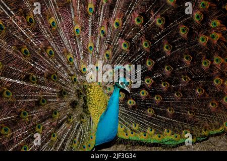 Männchen des indischen Blauen Pfauen (Pavo cristatus) mit seinen schönen Federn. Stockfoto