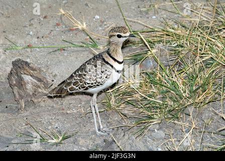 Zweibänderiger Courser (Rhinoptilus africanus) aus dem Manyara-See, Tansania. Stockfoto