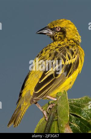 Junger Mann von Spekes Weaver (Ploceus spekei) aus dem Ngorongoro-Krater, Tansania Stockfoto