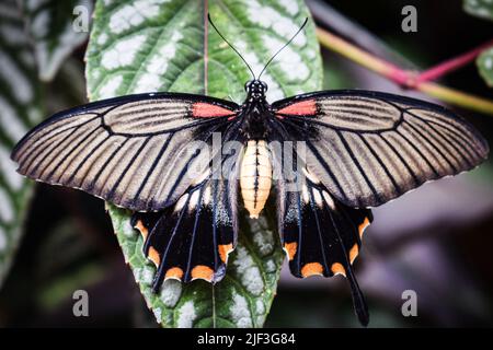 Ein großer gelber Mormonenschmetterling (Papilio lowi) mit selektivem Fokus, der auf einem Blatt mit offenen Flügeln ruht Stockfoto