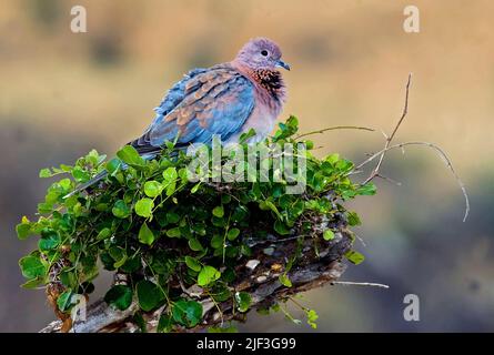 Lachende Taube (Streptopelia senegalensis) im Lake Manyara National Park, Tansania. Stockfoto