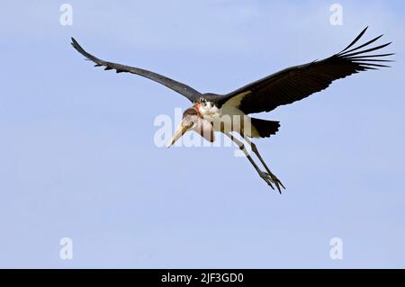 Fliegender Marabou Storch (Leptoptilos crumeniferus) aus Maasai Mara, Kenia. Stockfoto