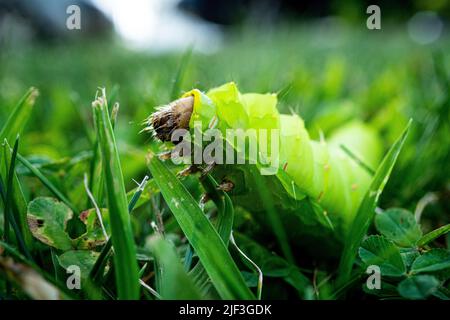 Ein Makro einer Luna Moth Raupe (ACTIAS luna) auf Gras vor verschwommenem Hintergrund Stockfoto