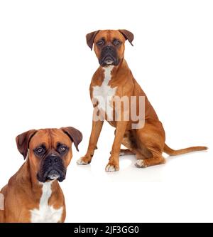 Hunde Boxer Rassen auf weißem Hintergrund Stockfoto