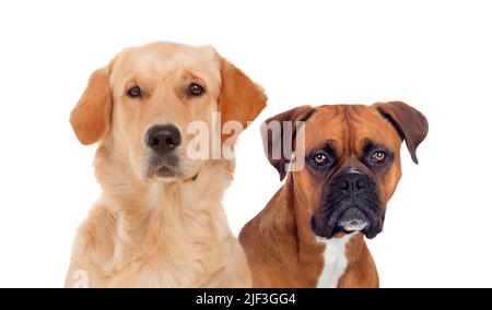 Paar erwachsene Hunde auf weißem Hintergrund Stockfoto