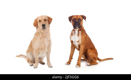 Paar erwachsene Hunde auf weißem Hintergrund Stockfoto