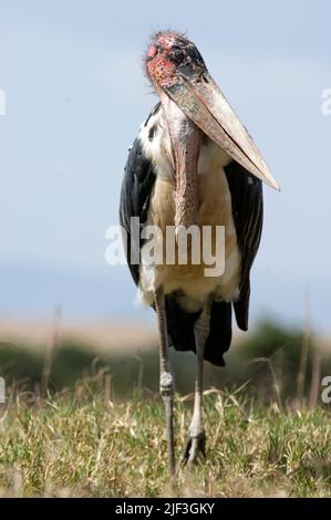 Marabou Stork (Leptoptilos crumeniferus) aus maasai Mara, Kenia Stockfoto