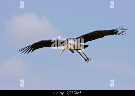 Marabou Stork (Leptoptilos crumeniferus) aus Maasai Mara, Kenia Stockfoto