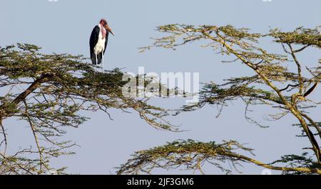 Marabou Storch (Leptoptilos crumeniferus) ruht auf Baumkronen in der Serengeti, Tansania. Stockfoto