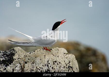 Arctic Tern (Sterna paradisaea) brüten in Norskeöya, Spitzbergen, Spitzbergen. Stockfoto